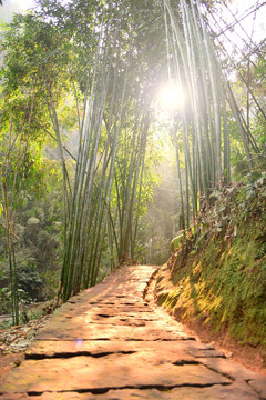 阳光 竹林 石板小路