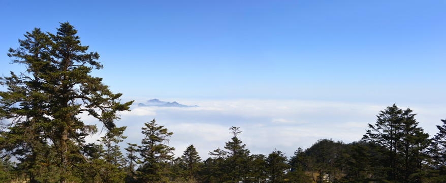 西岭雪山日月坪 云海 原始森林