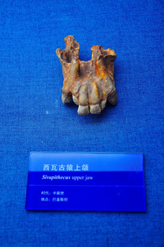 西瓦古猿上颚化石