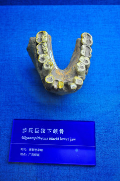 步氏巨猿下颌骨化石