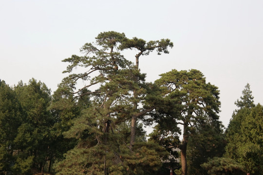 颐和园古松树