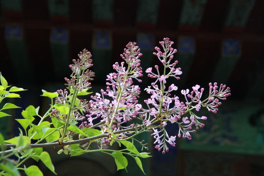 盛开的丁香花花朵