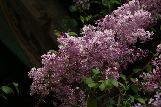 紫色的丁香花花丛