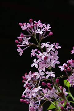 黑背景下的紫色丁香花