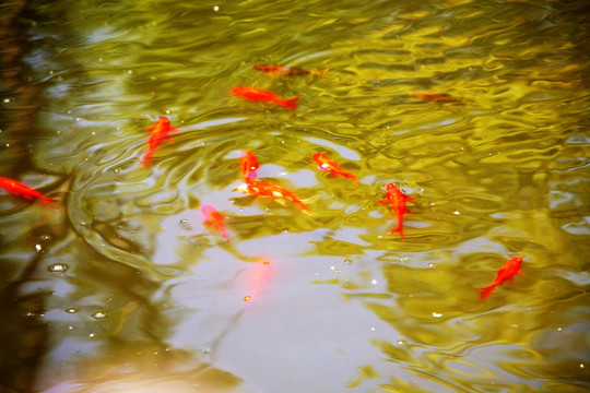 观赏鱼 红鲤鱼