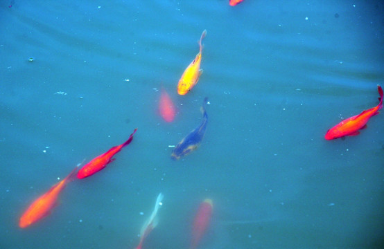五彩鱼 观赏鱼