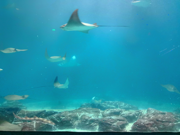 水族馆素材