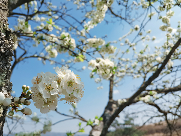 李子花