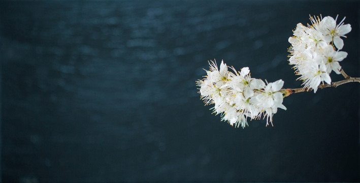 樱桃花