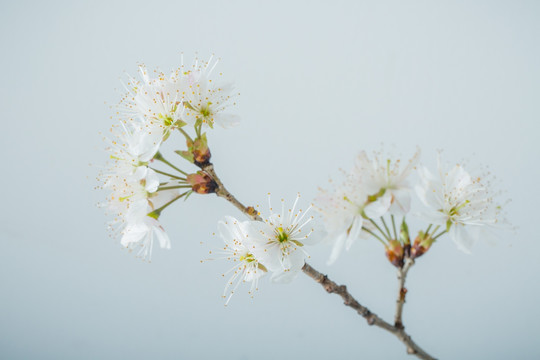 樱桃花