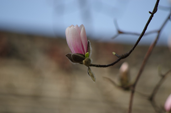 玉兰花