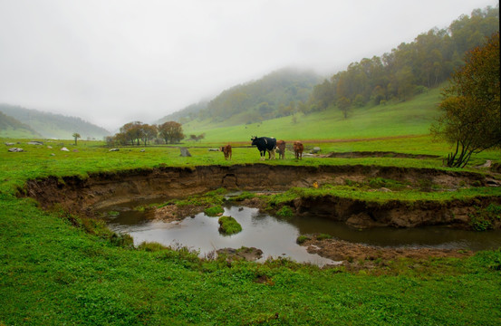 关山草原牧场