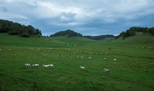 关山草原牧场