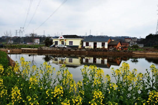 养鱼池 油菜花