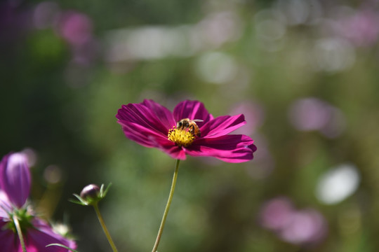 格桑花