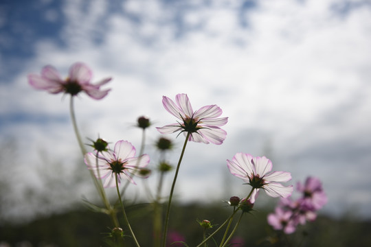 格桑花