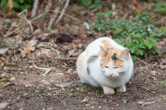 花猫