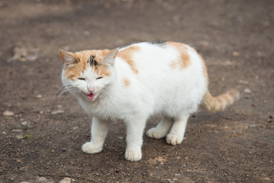 花猫