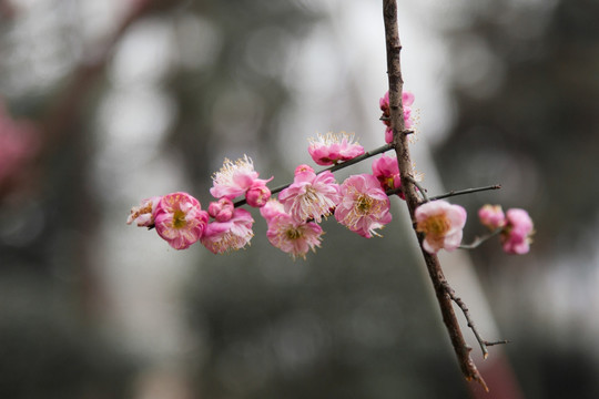 桃花