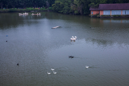广州长隆野生动物园天鹅湖