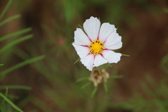 雏菊