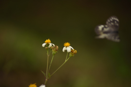 蝶恋花