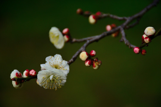梅花