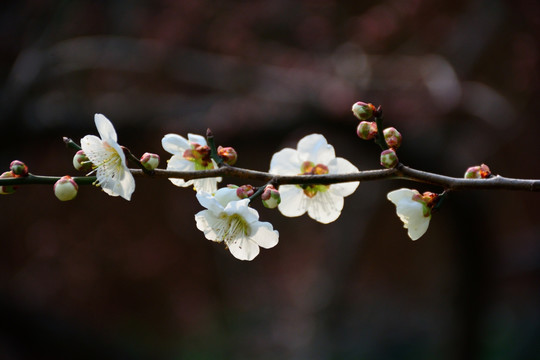 梅花