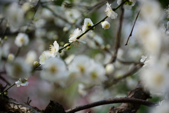 梅花