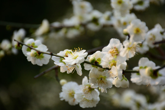 梅花