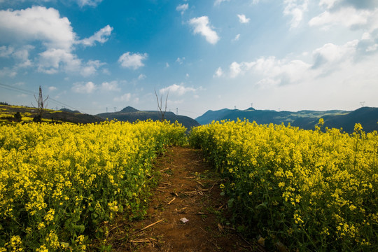 油菜花