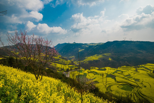 油菜花