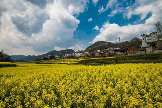 油菜花