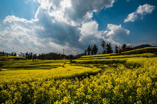 油菜花