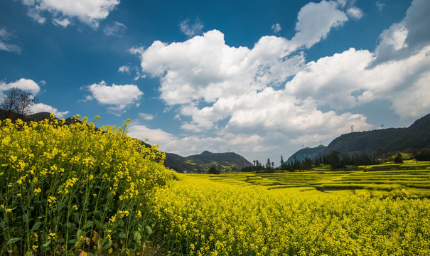 油菜花