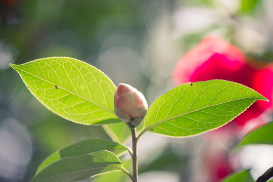 茶花花蕾