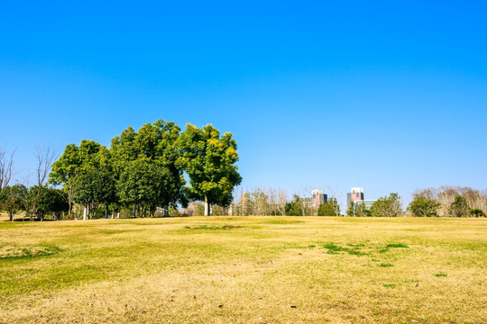 初春的南京情侣园公园园景