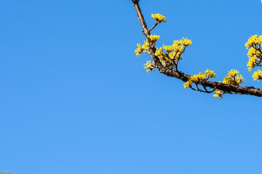 山茱萸花