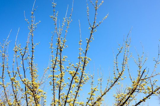 山茱萸花