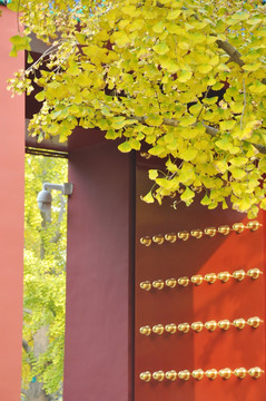银杏树畔的红墙和宫门