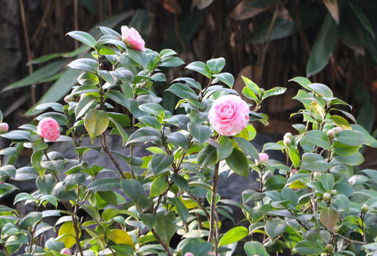 一从茶花