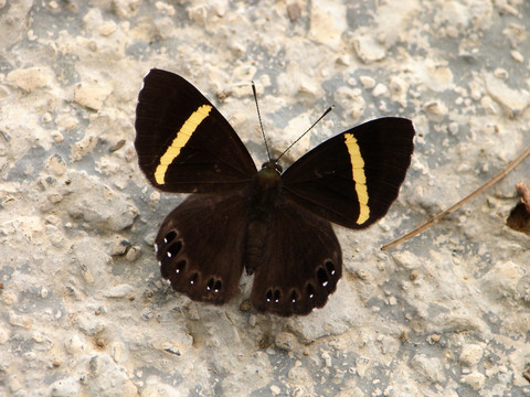 黄带褐蚬蝶