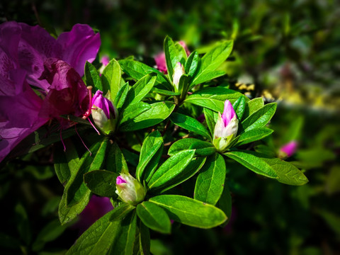 杜鹃花苞