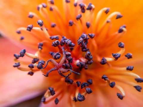 红棉花芯