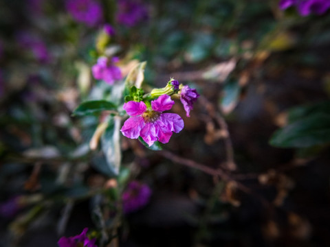 雪茄花