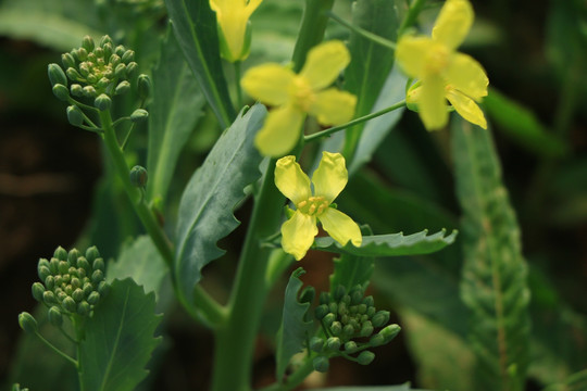 油菜花