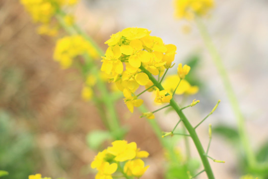 油菜花