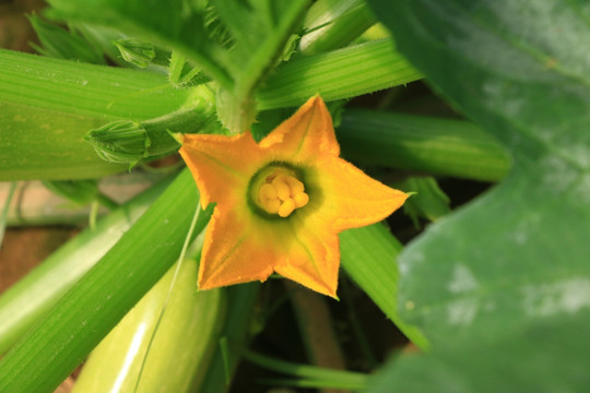 西葫芦种植