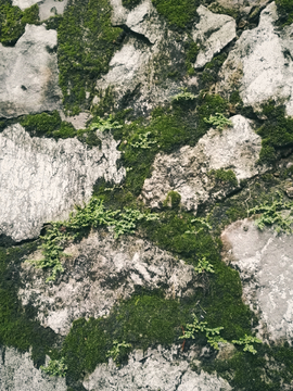 石壁青苔背景