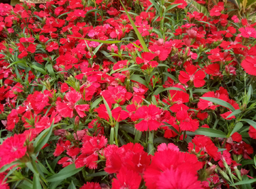 野花 红花 小野花